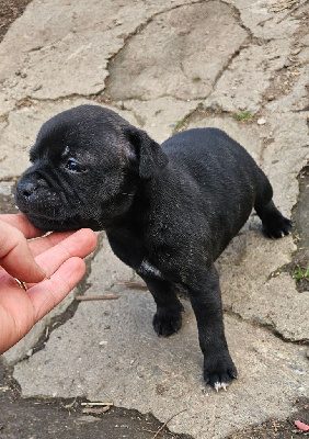 des Amours de Claya - Staffordshire Bull Terrier - Portée née le 10/11/2024