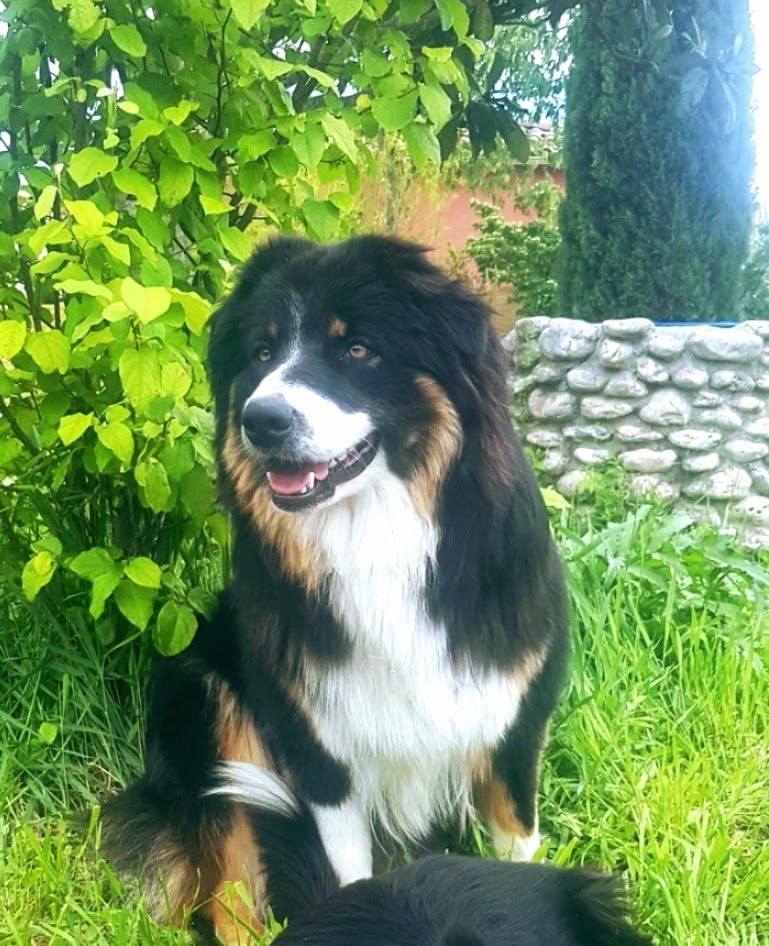 Rayca