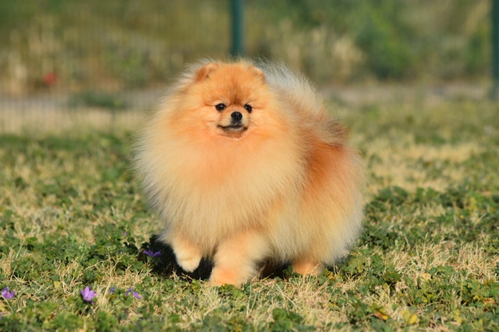 Lords of the Poms Salameche