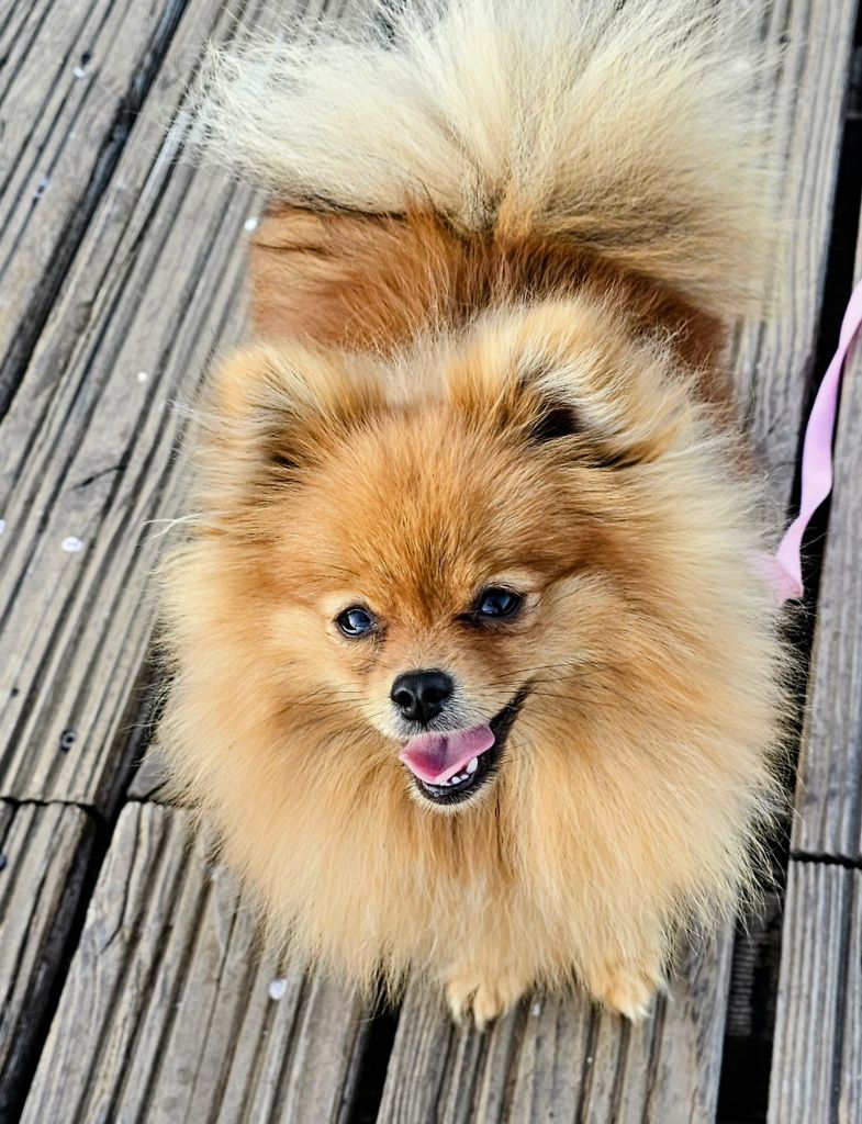 Vega beatle-rock Du Domaine De La Pruneraie