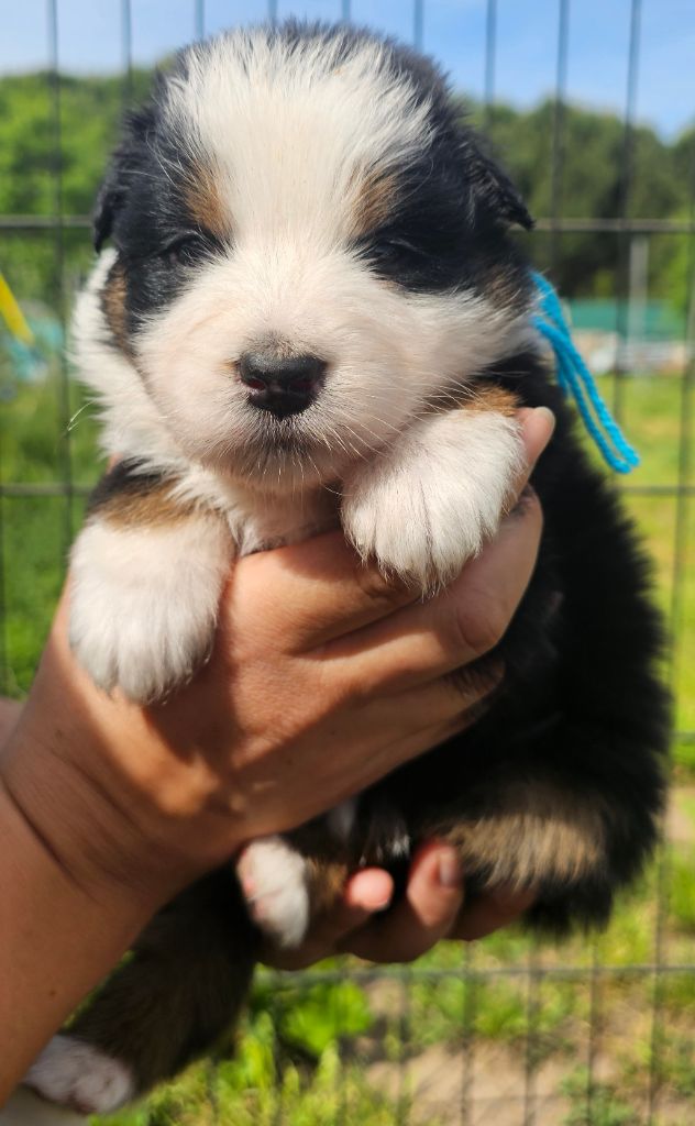 des Amours de Claya - Chiots disponibles - Berger Australien