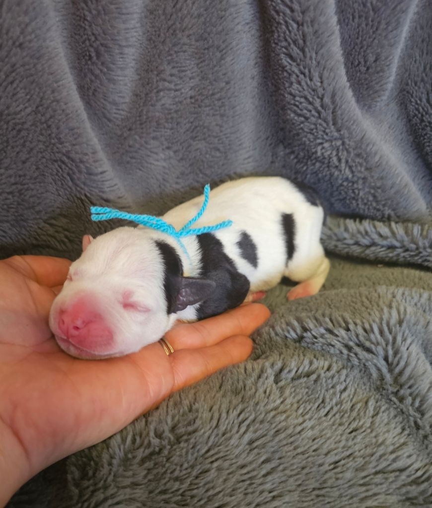 des Amours de Claya - Chiots disponibles - Staffordshire Bull Terrier