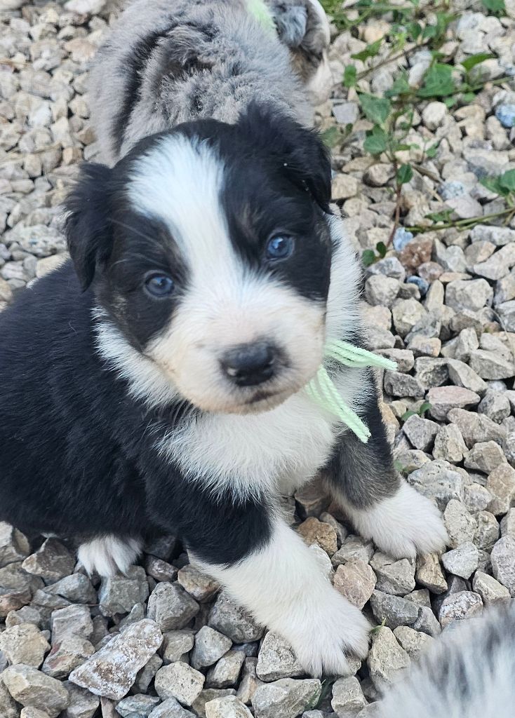 des Amours de Claya - Berger Australien - Portée née le 22/08/2025