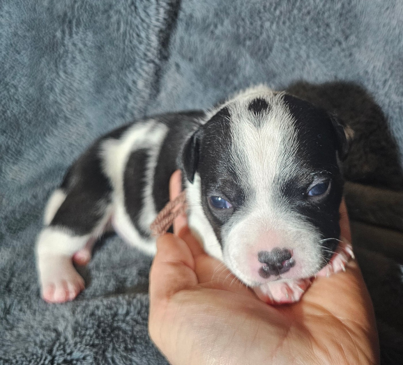 des Amours de Claya - Chiots disponibles - Staffordshire Bull Terrier