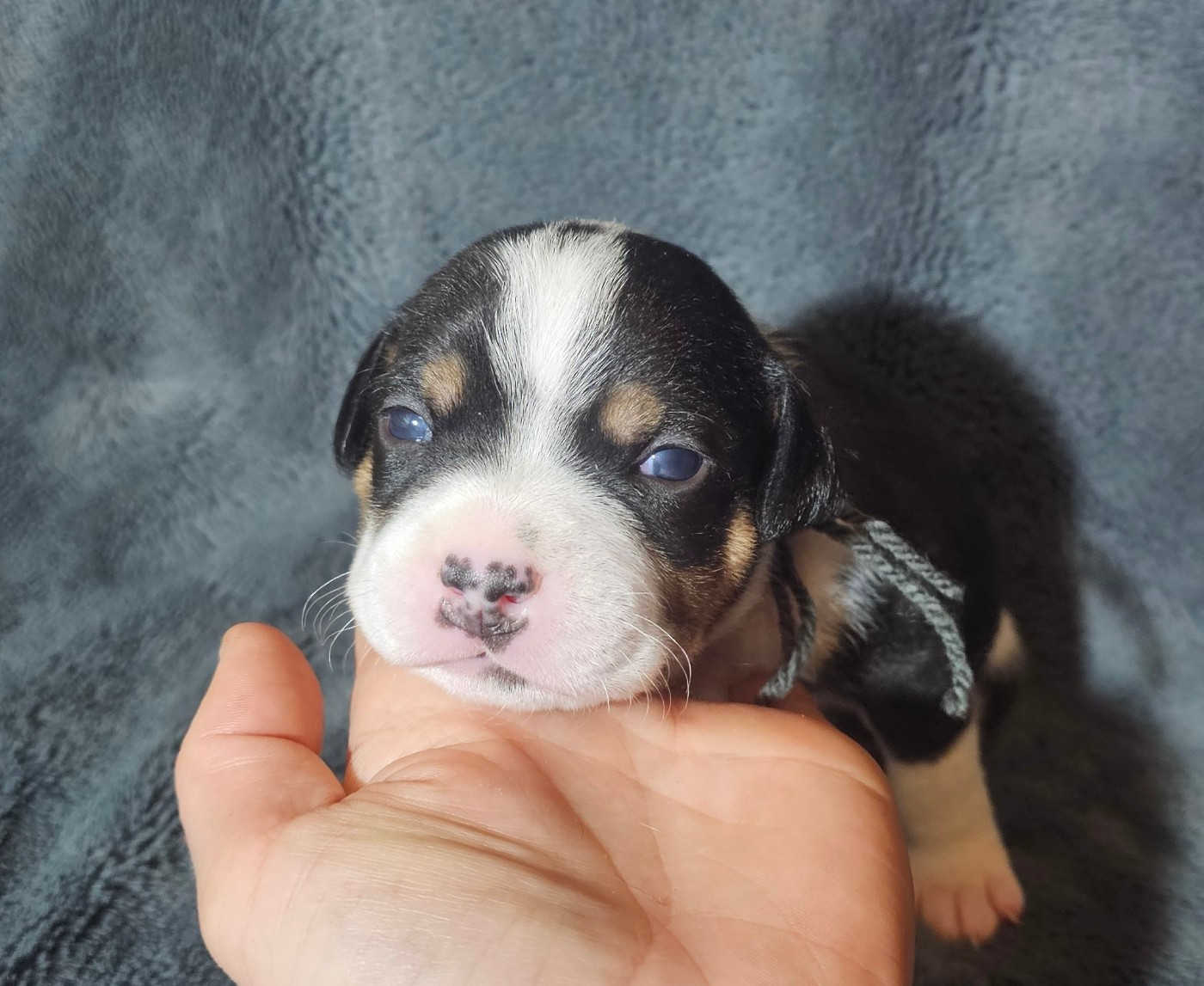 des Amours de Claya - Chiots disponibles - Staffordshire Bull Terrier