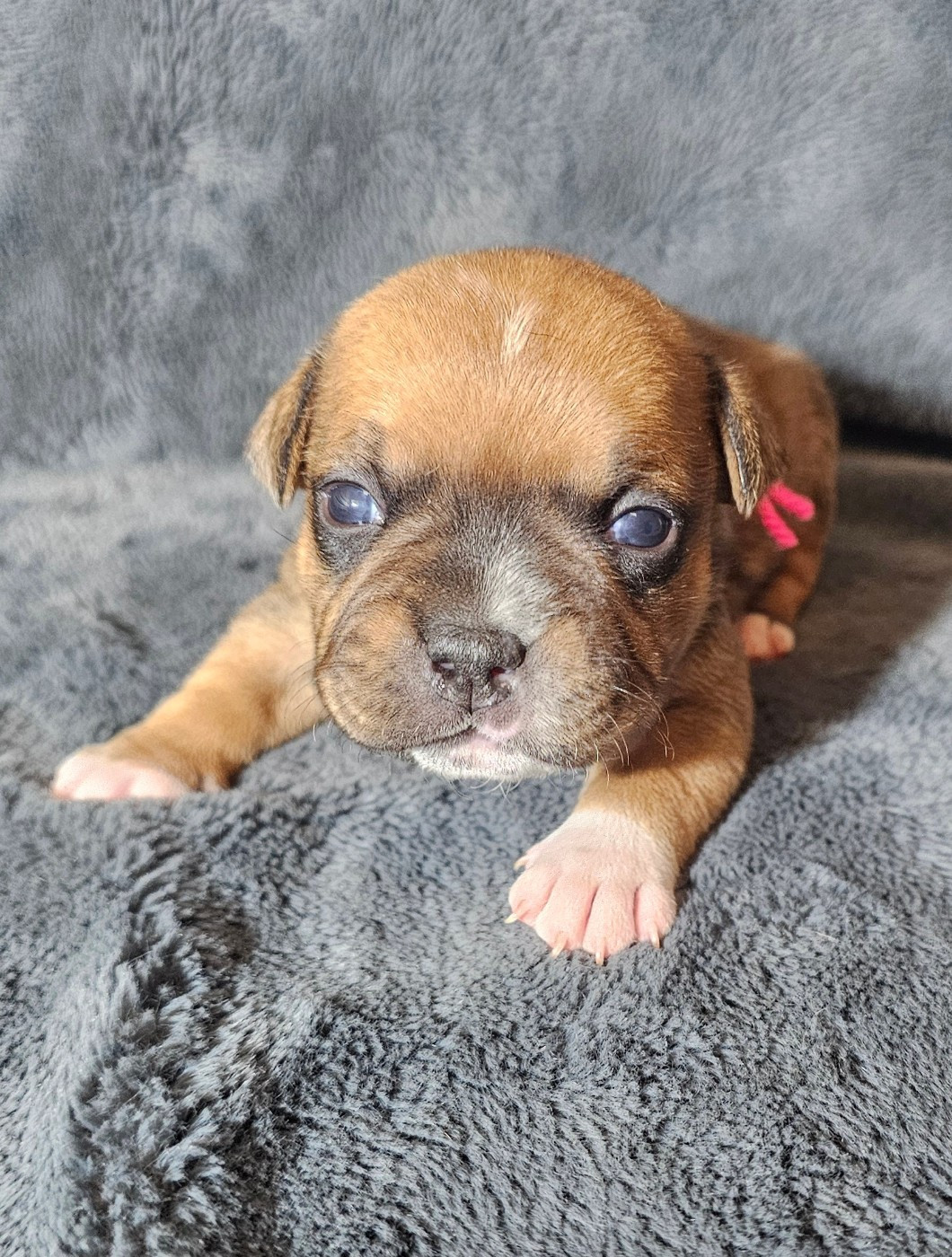 des Amours de Claya - Chiots disponibles - Staffordshire Bull Terrier