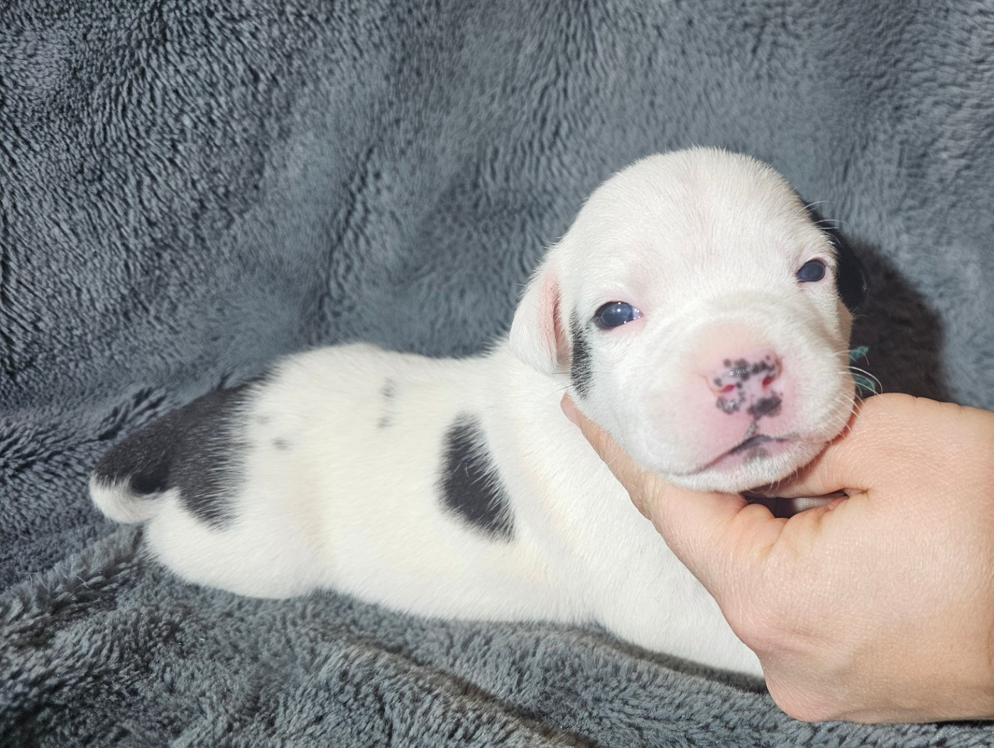 des Amours de Claya - Chiots disponibles - Staffordshire Bull Terrier