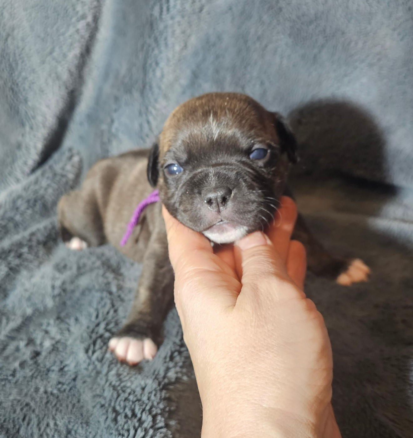 des Amours de Claya - Chiots disponibles - Staffordshire Bull Terrier