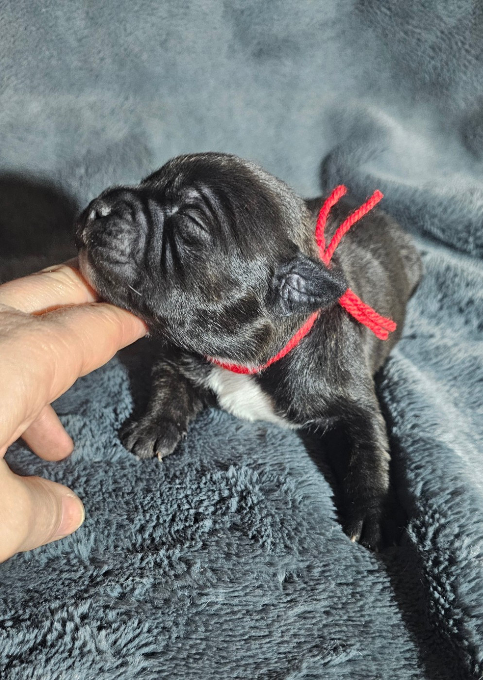 des Amours de Claya - Chiots disponibles - Staffordshire Bull Terrier