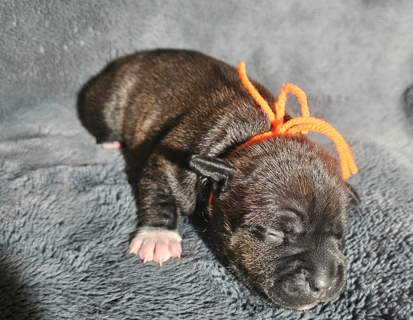 des Amours de Claya - Chiots disponibles - Staffordshire Bull Terrier