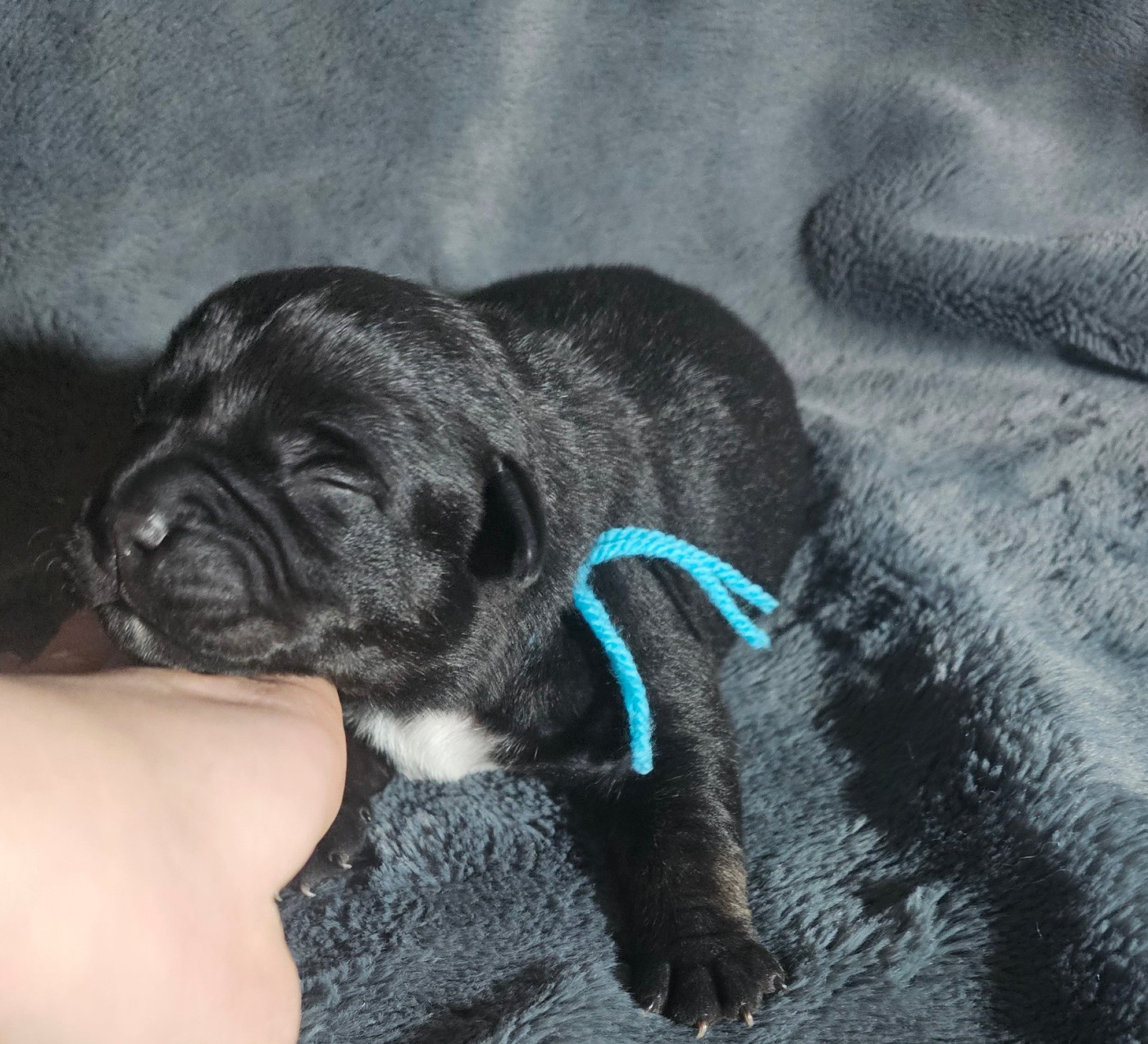 des Amours de Claya - Chiots disponibles - Staffordshire Bull Terrier