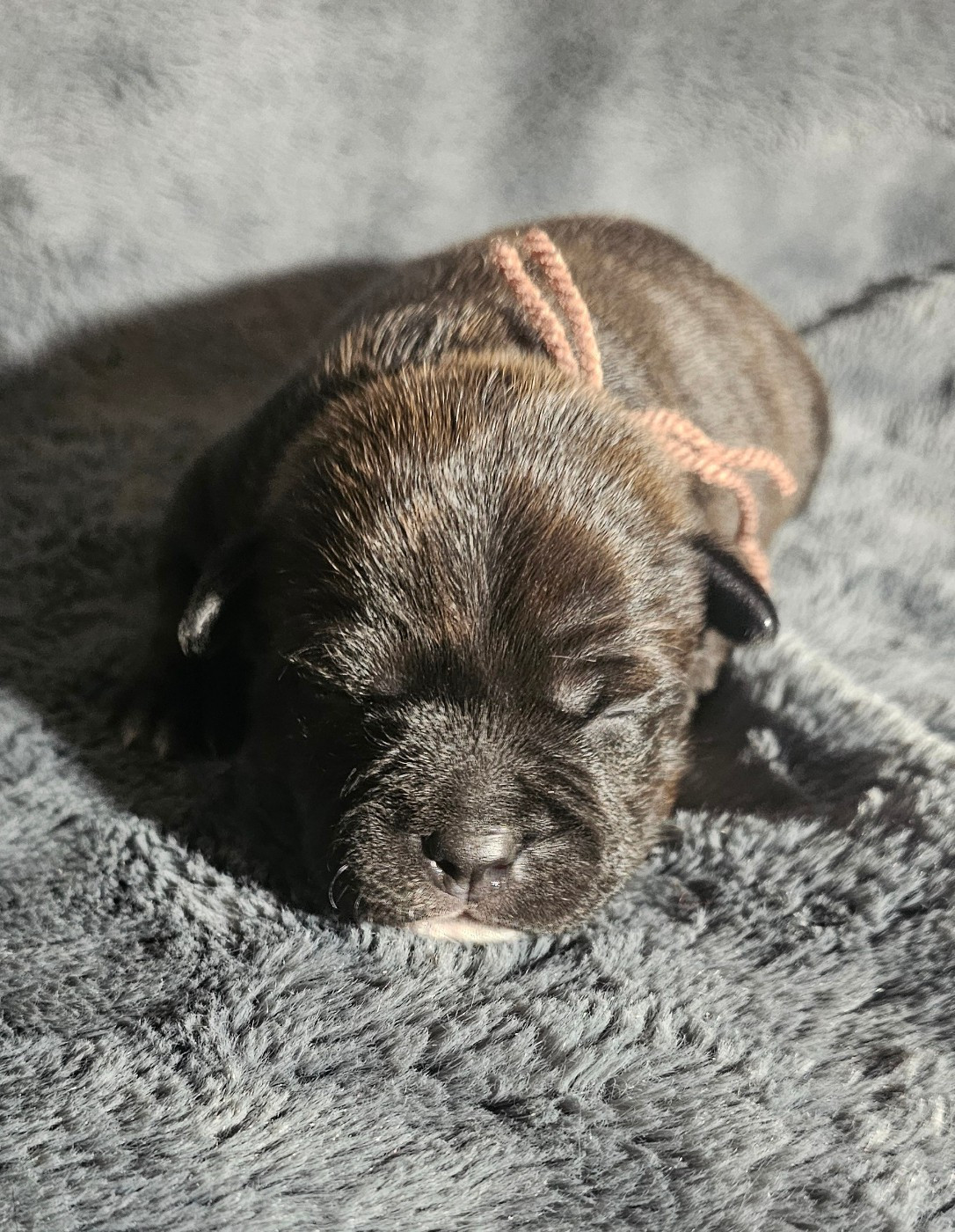 des Amours de Claya - Chiots disponibles - Staffordshire Bull Terrier
