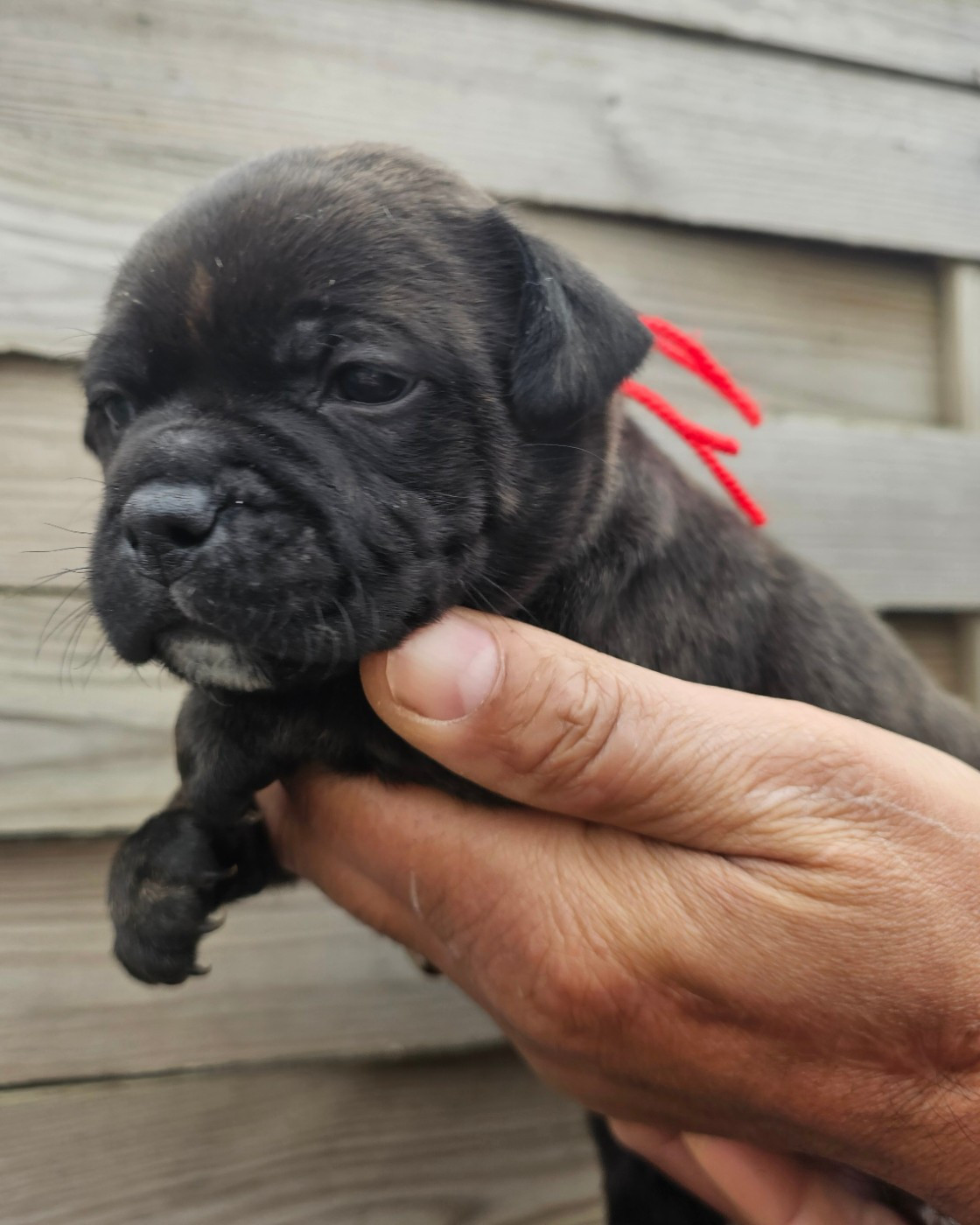 des Amours de Claya - Chiots disponibles - Staffordshire Bull Terrier