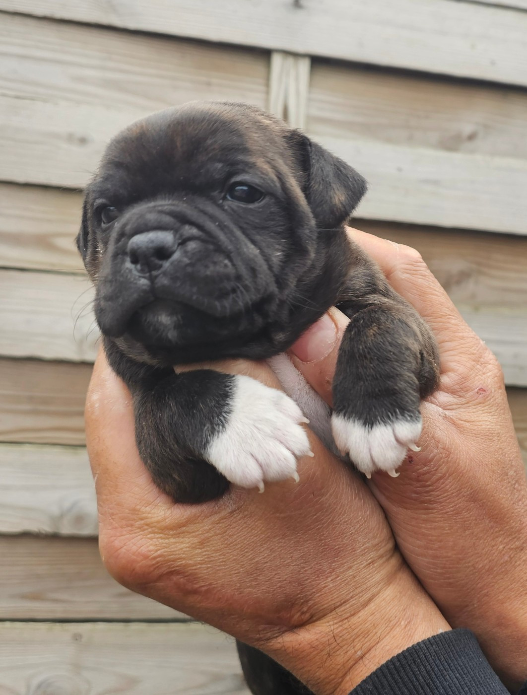 des Amours de Claya - Chiots disponibles - Staffordshire Bull Terrier