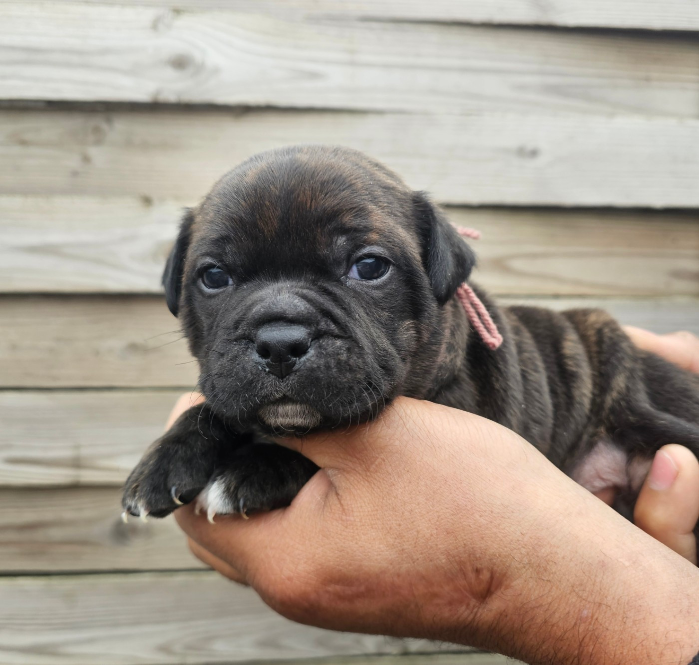des Amours de Claya - Chiots disponibles - Staffordshire Bull Terrier