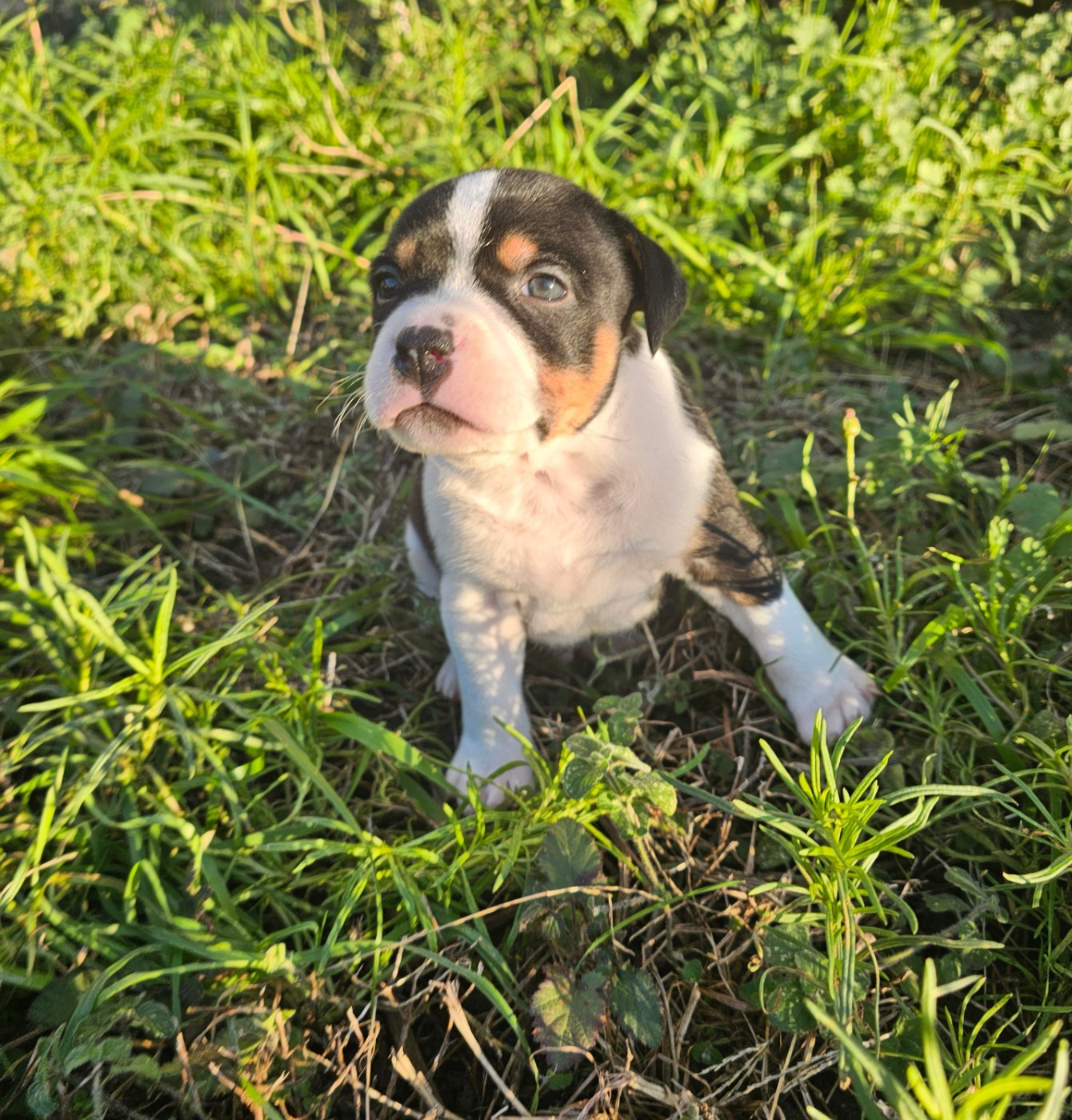 des Amours de Claya - Chiots disponibles - Staffordshire Bull Terrier