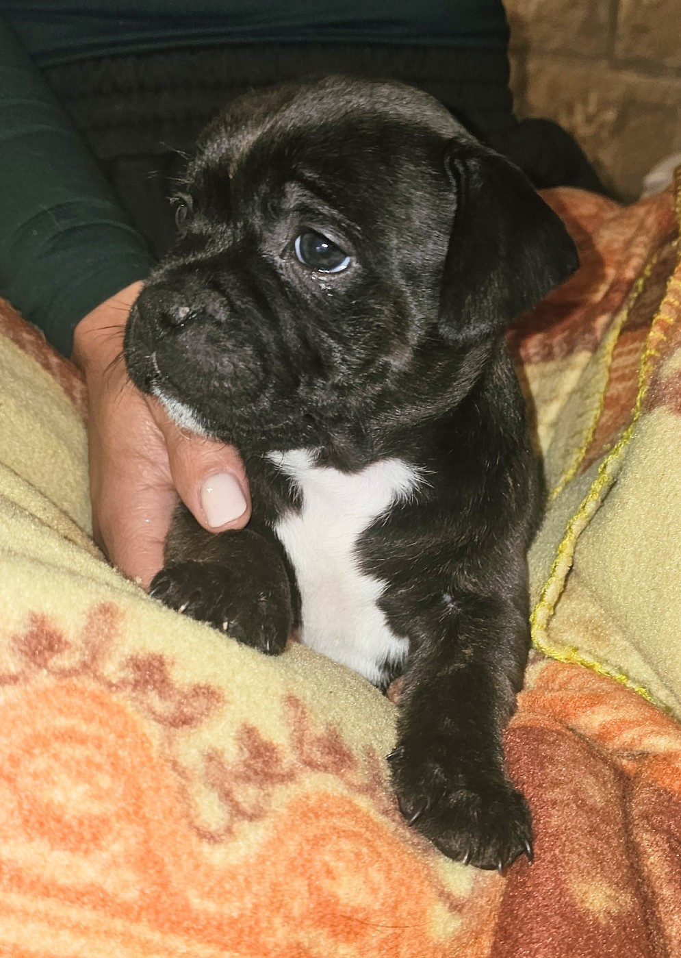 des Amours de Claya - Chiots disponibles - Staffordshire Bull Terrier