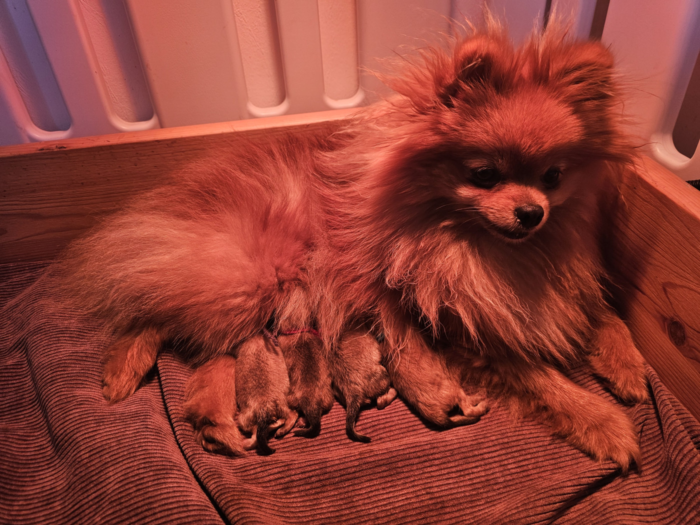 Chiot Spitz allemand des Amours de Claya