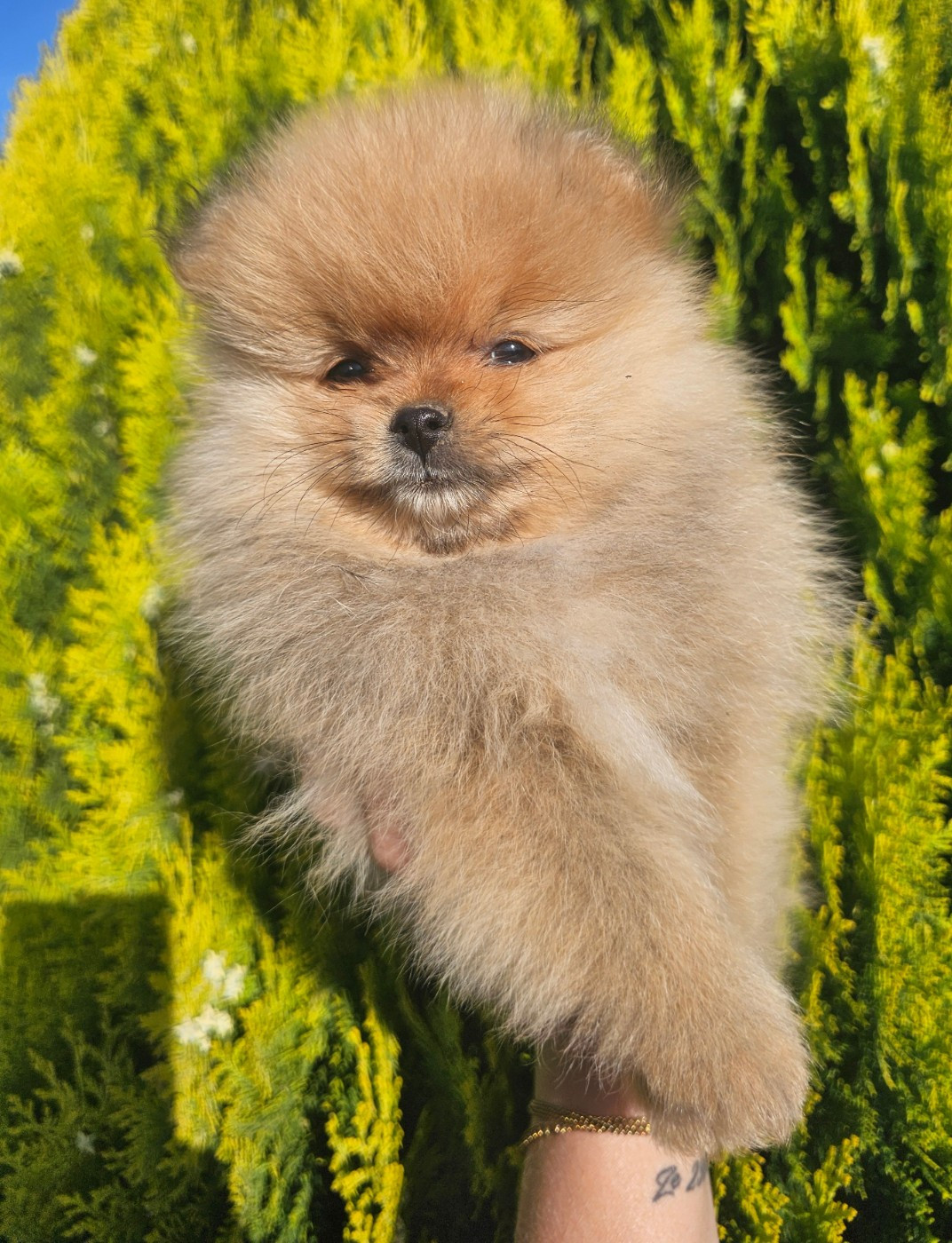 des Amours de Claya - Chiots disponibles - Spitz allemand