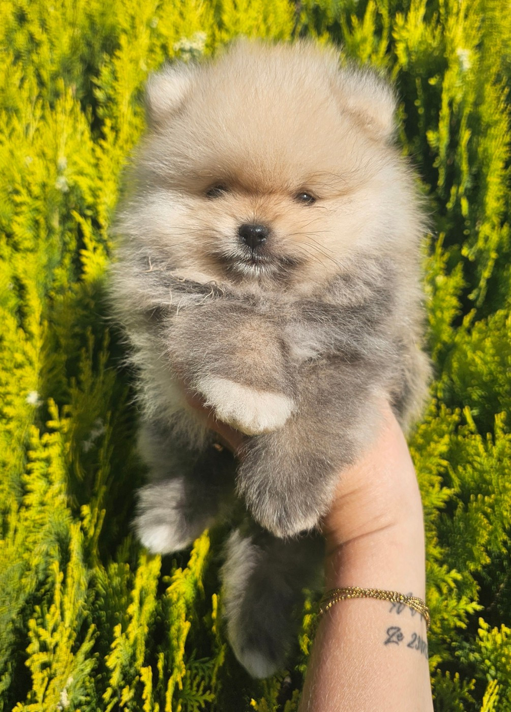 des Amours de Claya - Chiots disponibles - Spitz allemand