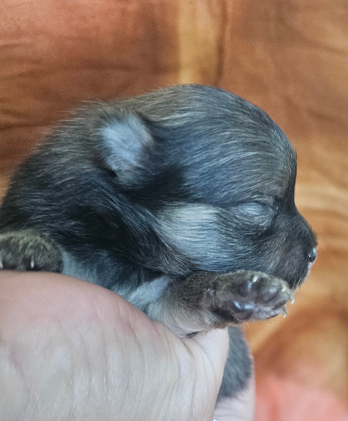 des Amours de Claya - Chiots disponibles - Spitz allemand