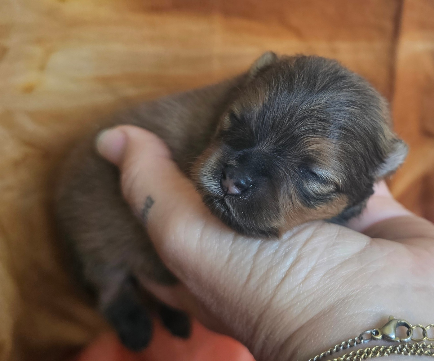 des Amours de Claya - Chiots disponibles - Spitz allemand