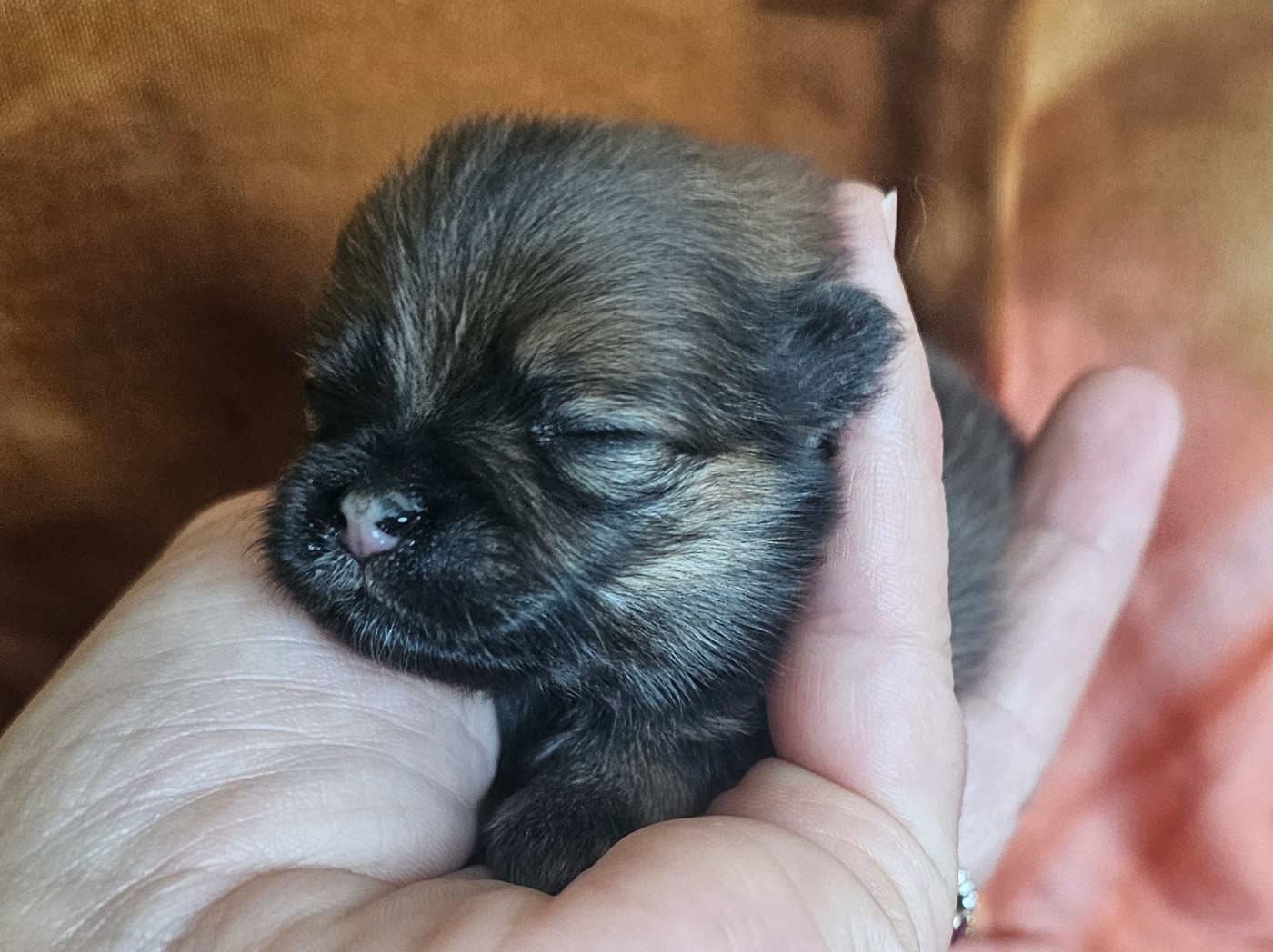 des Amours de Claya - Chiots disponibles - Spitz allemand
