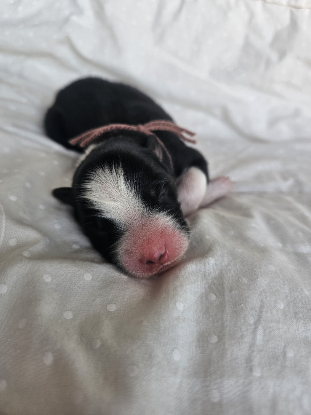 des Amours de Claya - Chiots disponibles - Berger Australien