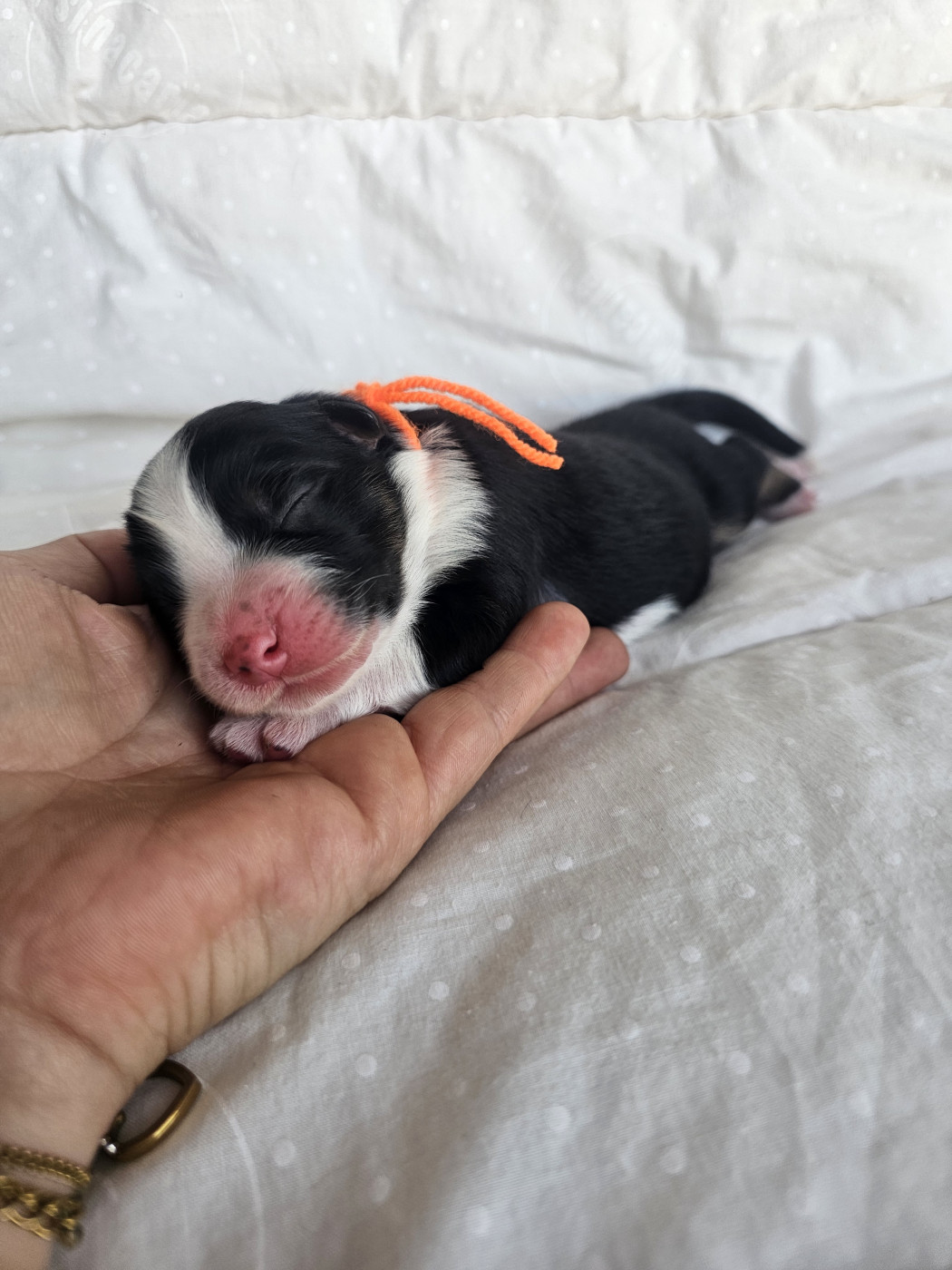 des Amours de Claya - Chiots disponibles - Berger Australien
