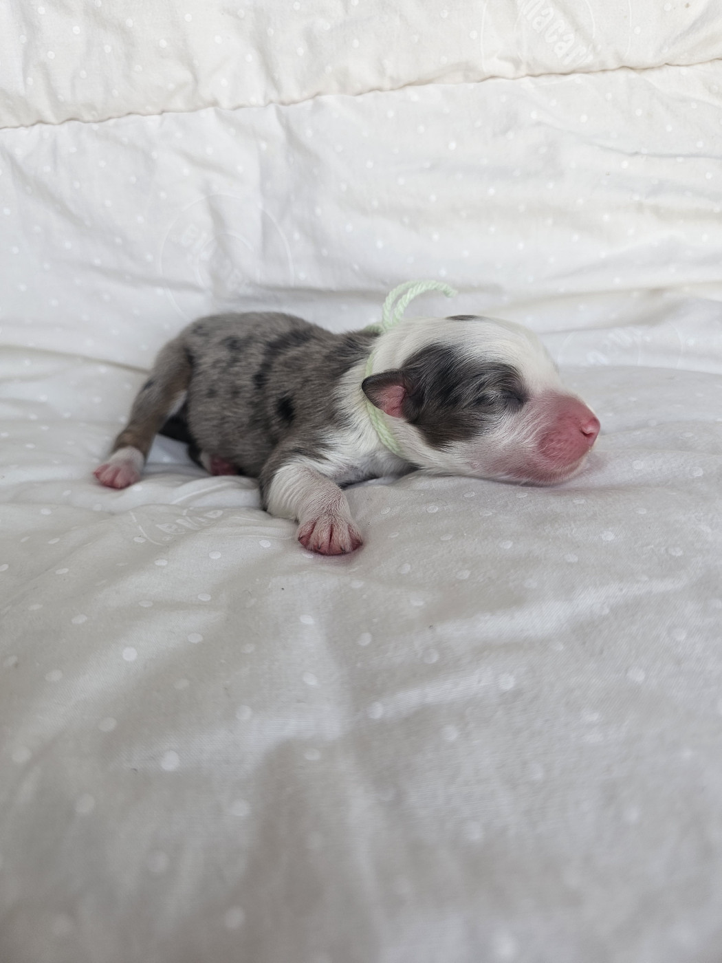 des Amours de Claya - Chiots disponibles - Berger Australien