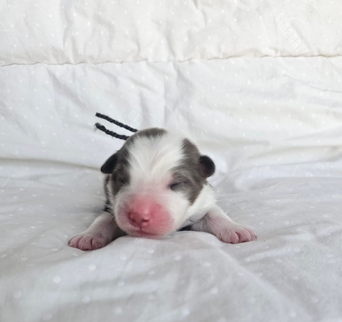 des Amours de Claya - Chiots disponibles - Berger Australien