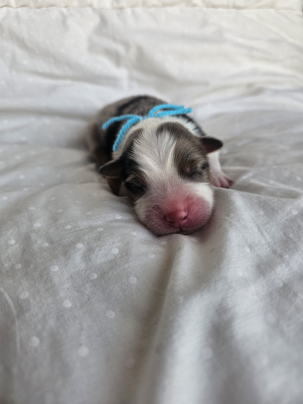 des Amours de Claya - Chiots disponibles - Berger Australien