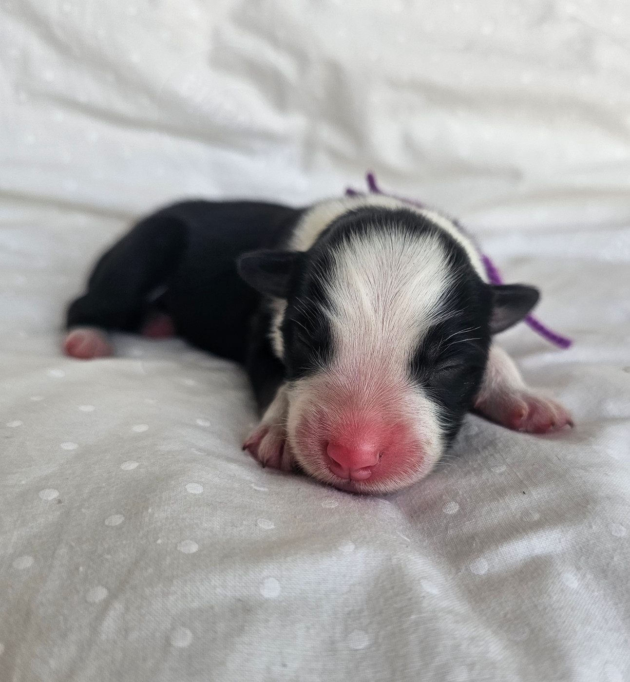 des Amours de Claya - Chiots disponibles - Berger Australien
