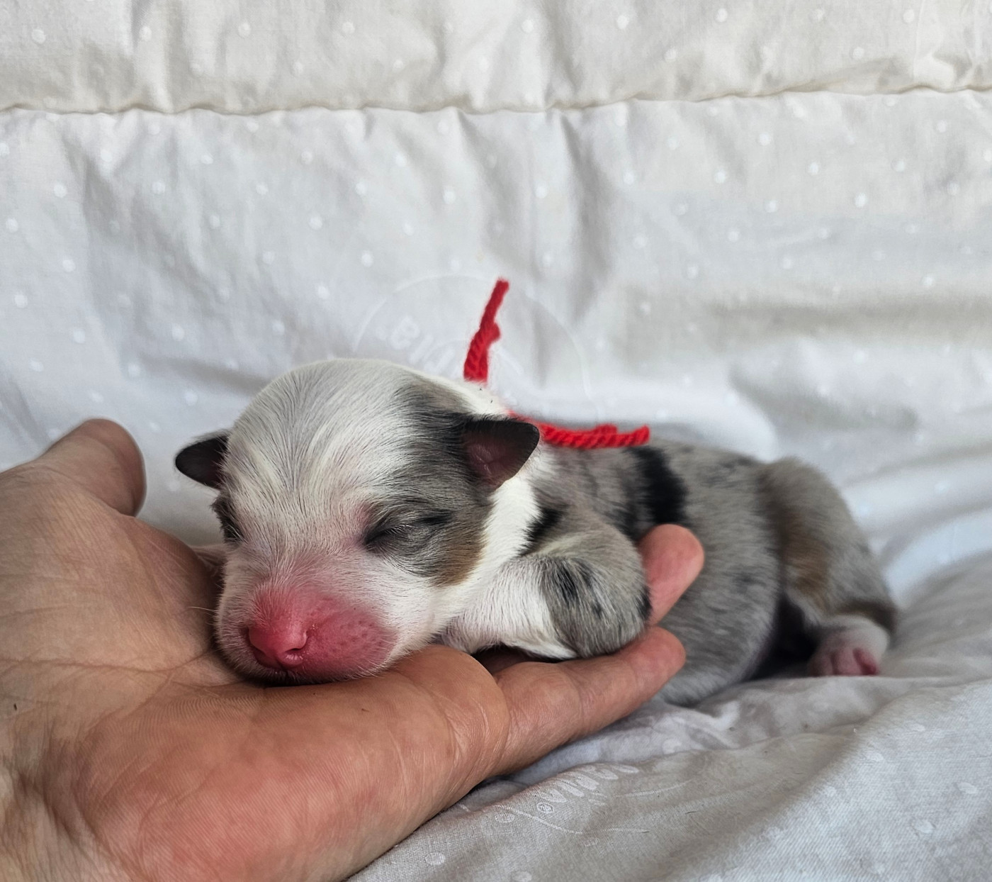 des Amours de Claya - Chiots disponibles - Berger Australien