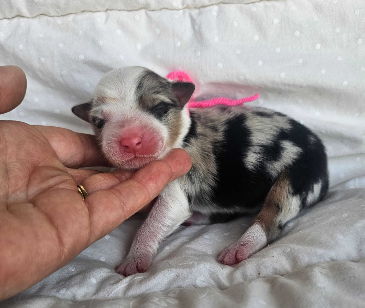 des Amours de Claya - Chiots disponibles - Berger Australien