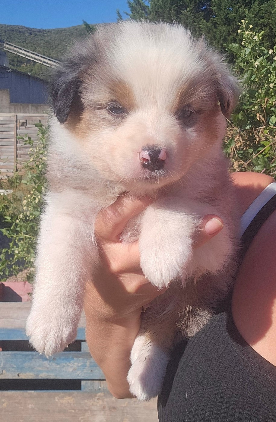 des Amours de Claya - Chiots disponibles - Berger Australien