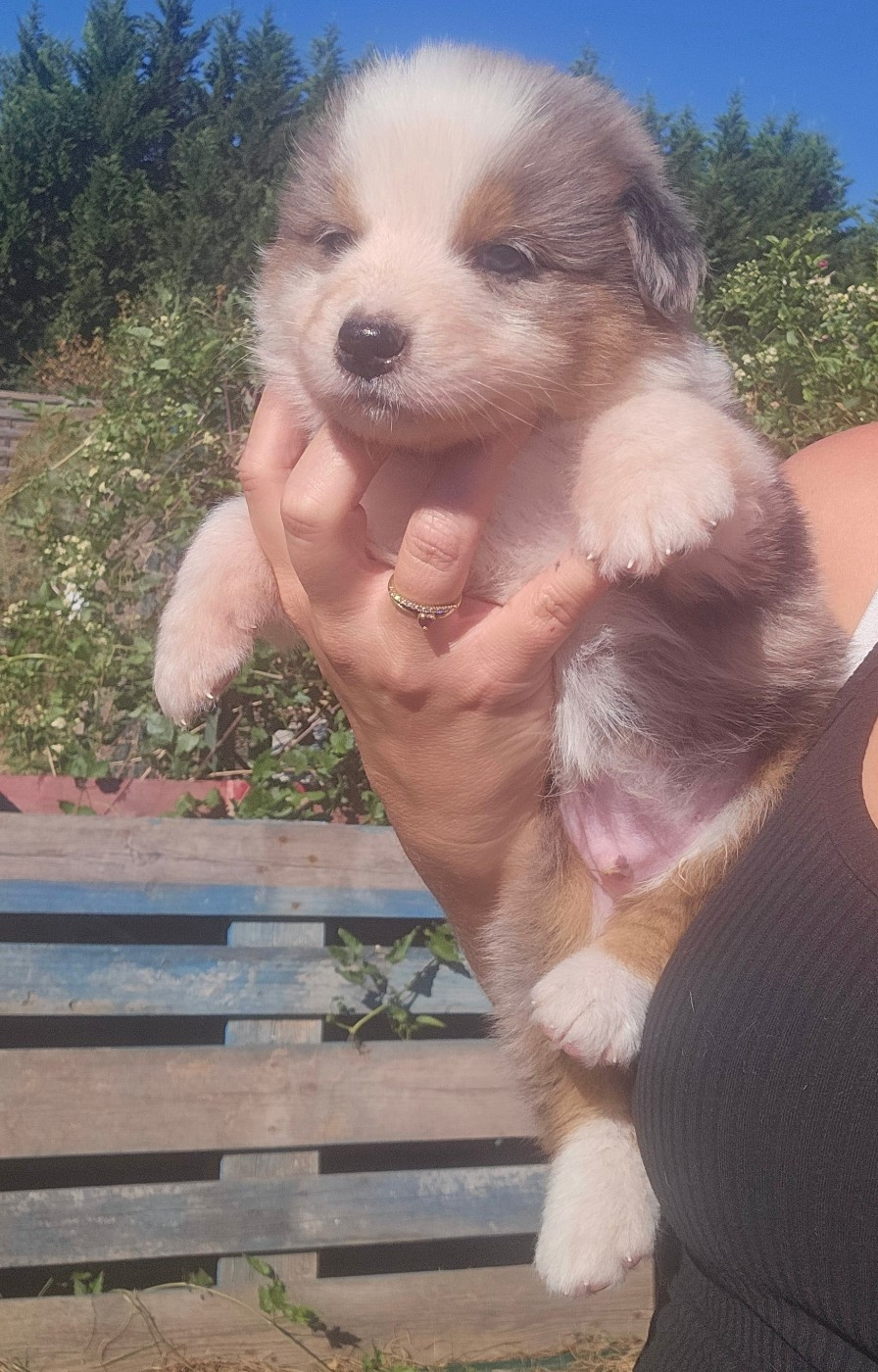 des Amours de Claya - Chiots disponibles - Berger Australien