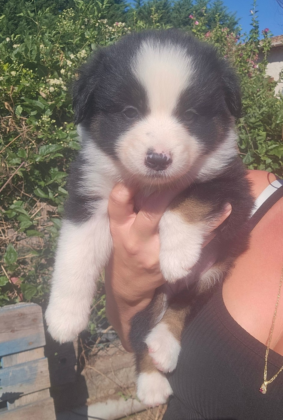 des Amours de Claya - Chiots disponibles - Berger Australien