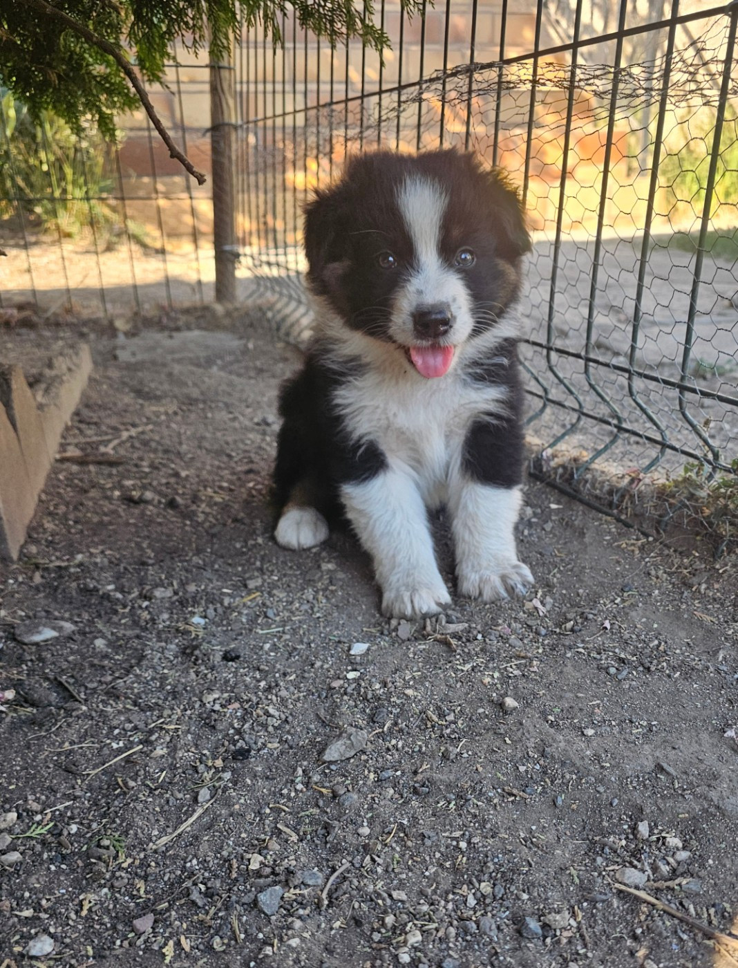 des Amours de Claya - Chiots disponibles - Berger Australien