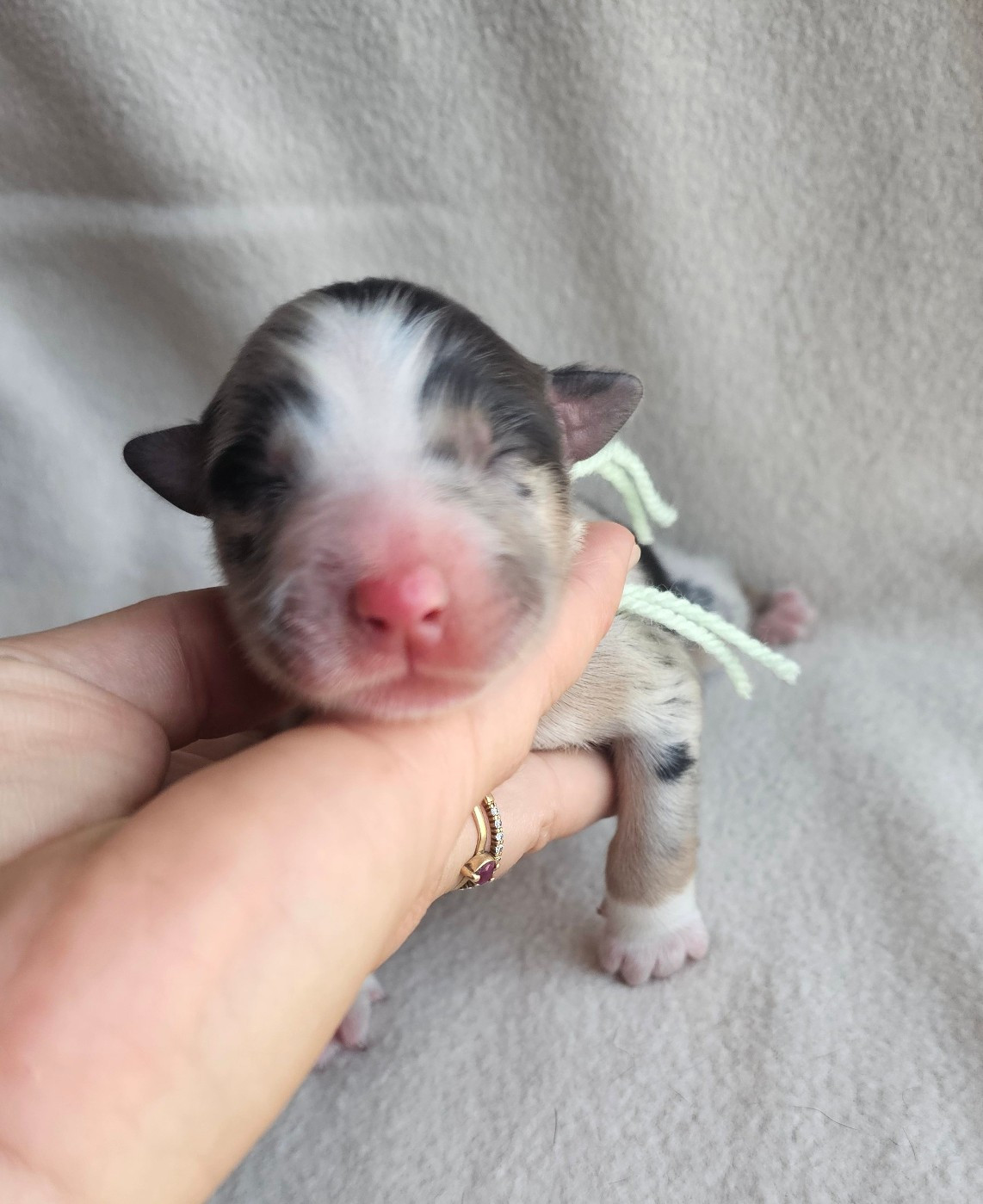 des Amours de Claya - Chiots disponibles - Berger Australien