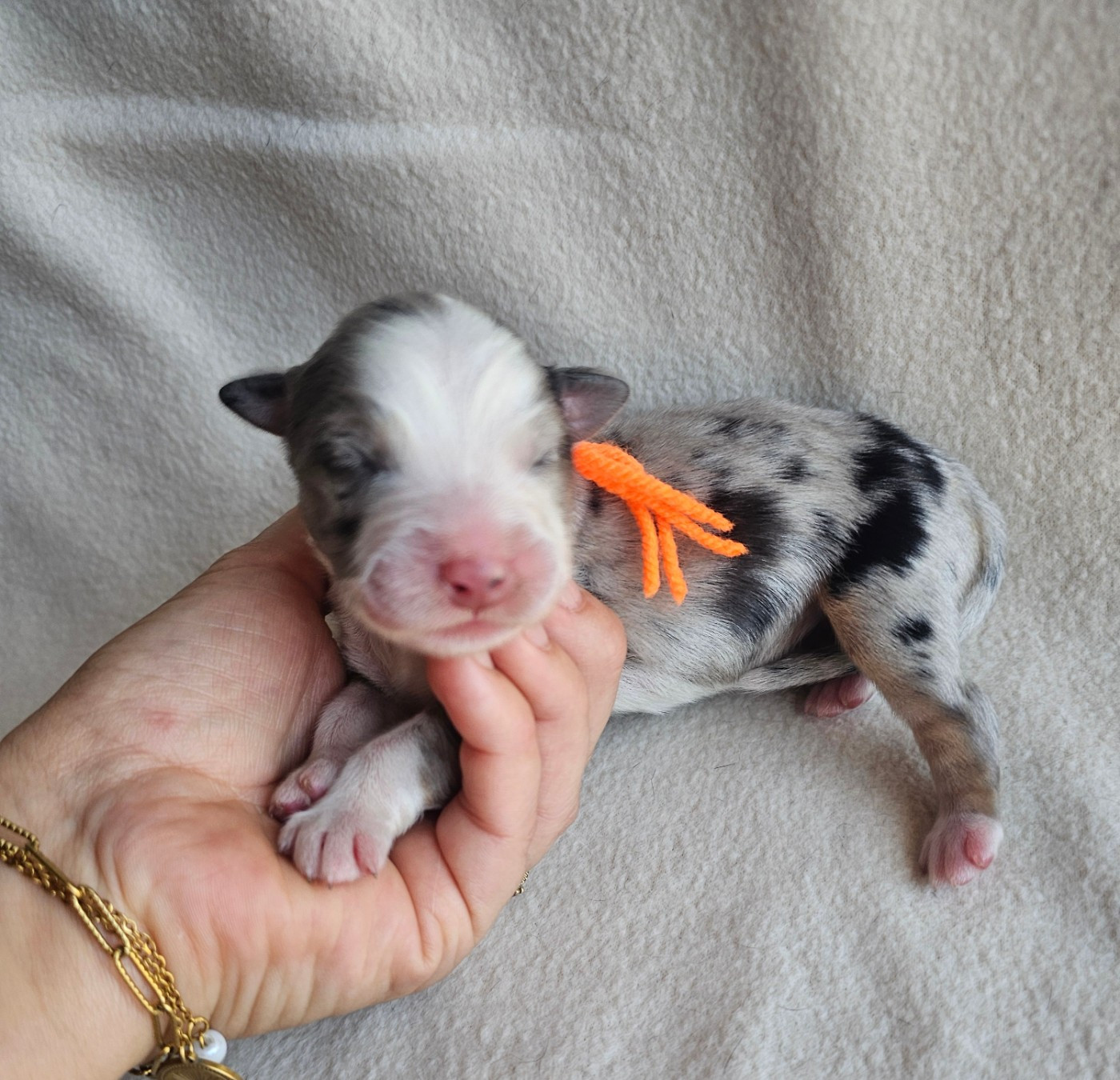 des Amours de Claya - Chiots disponibles - Berger Australien
