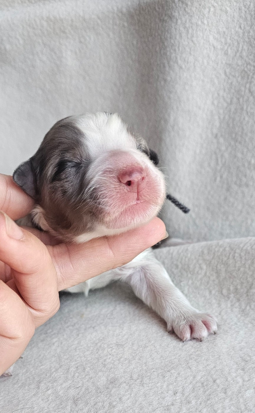 des Amours de Claya - Chiots disponibles - Berger Australien