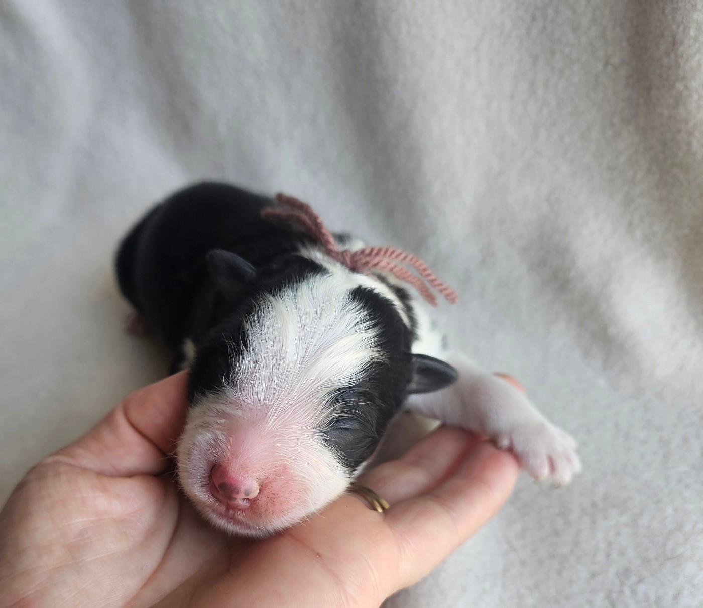 des Amours de Claya - Chiots disponibles - Berger Australien