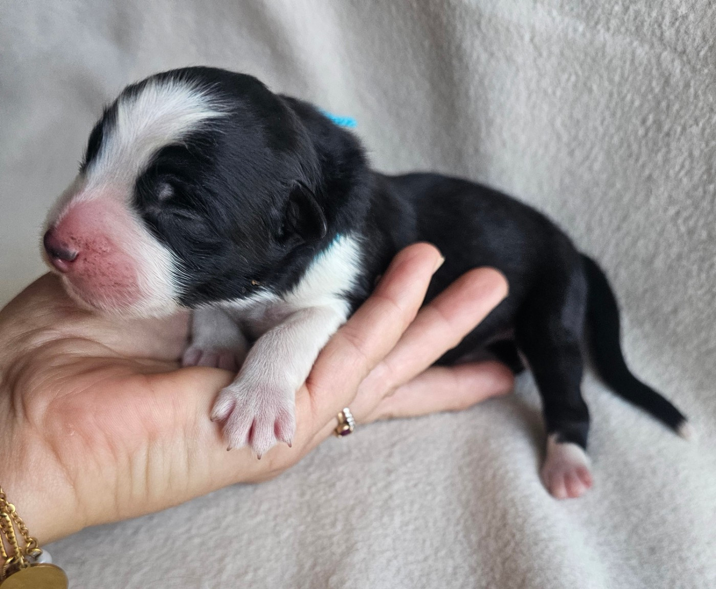 des Amours de Claya - Chiots disponibles - Berger Australien