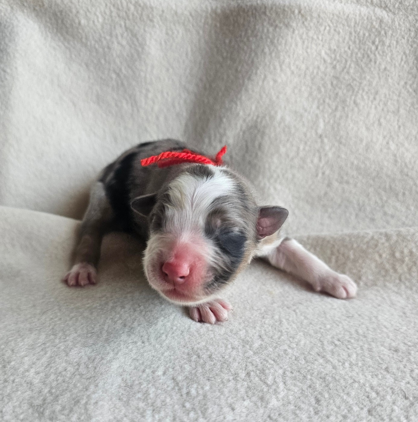 des Amours de Claya - Chiots disponibles - Berger Australien
