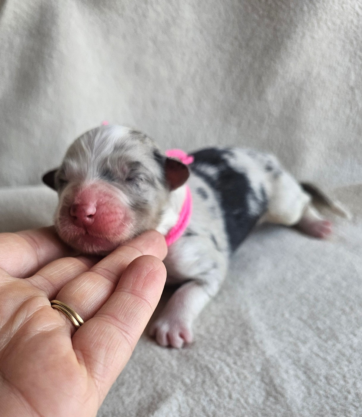 des Amours de Claya - Chiots disponibles - Berger Australien