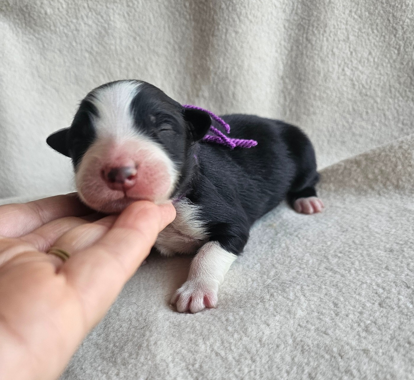 des Amours de Claya - Chiots disponibles - Berger Australien