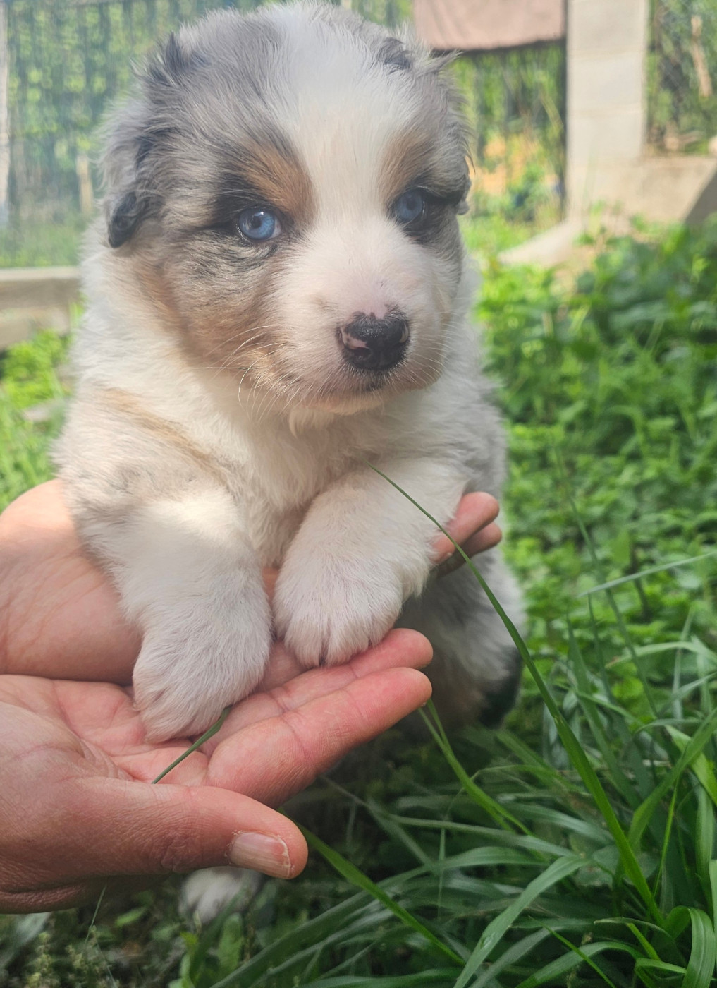 des Amours de Claya - Chiots disponibles - Berger Australien
