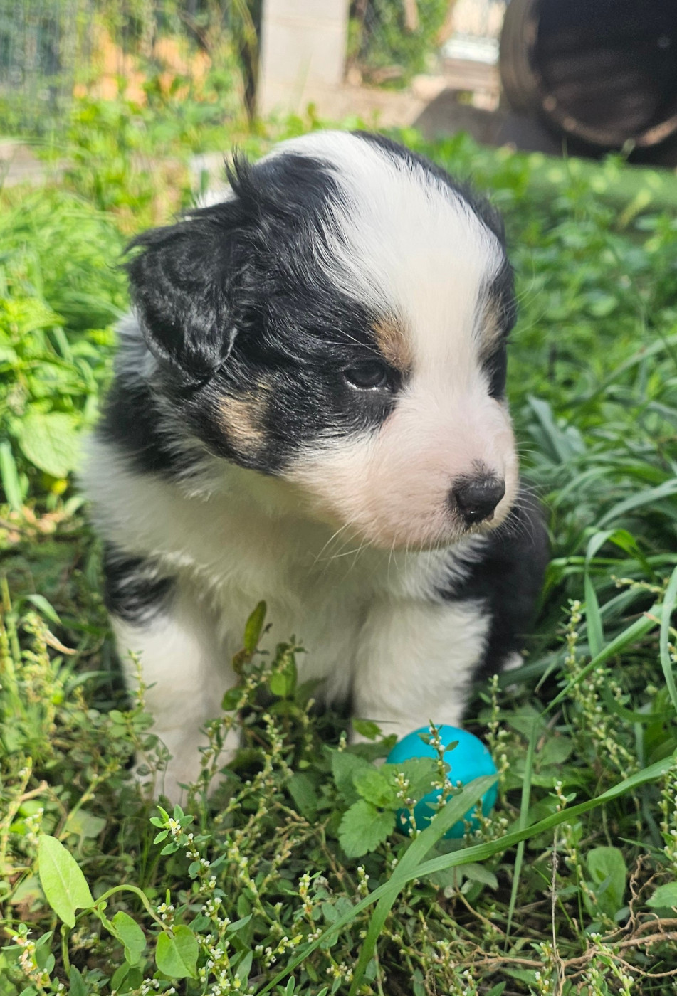des Amours de Claya - Chiots disponibles - Berger Australien