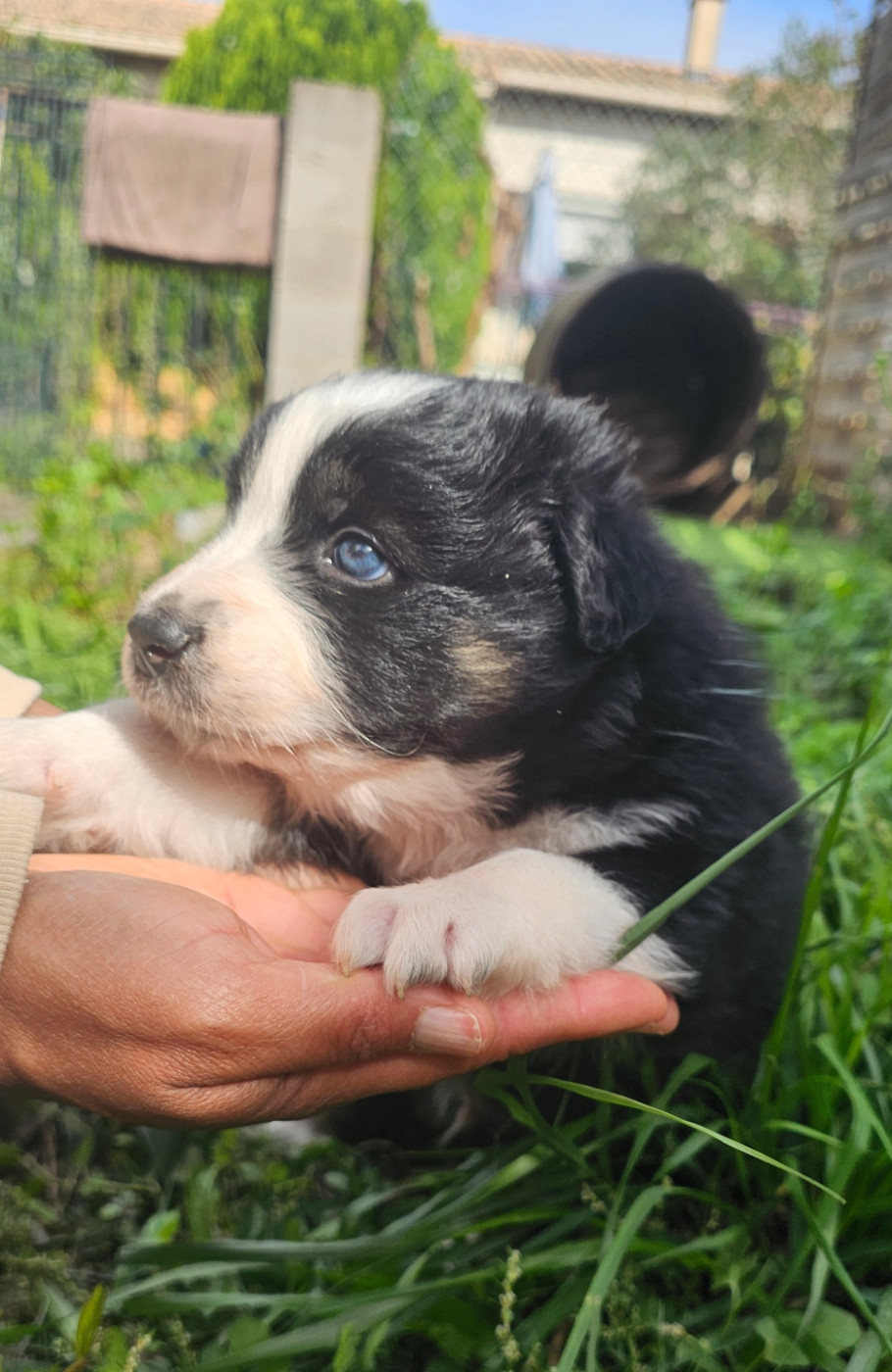 des Amours de Claya - Chiots disponibles - Berger Australien